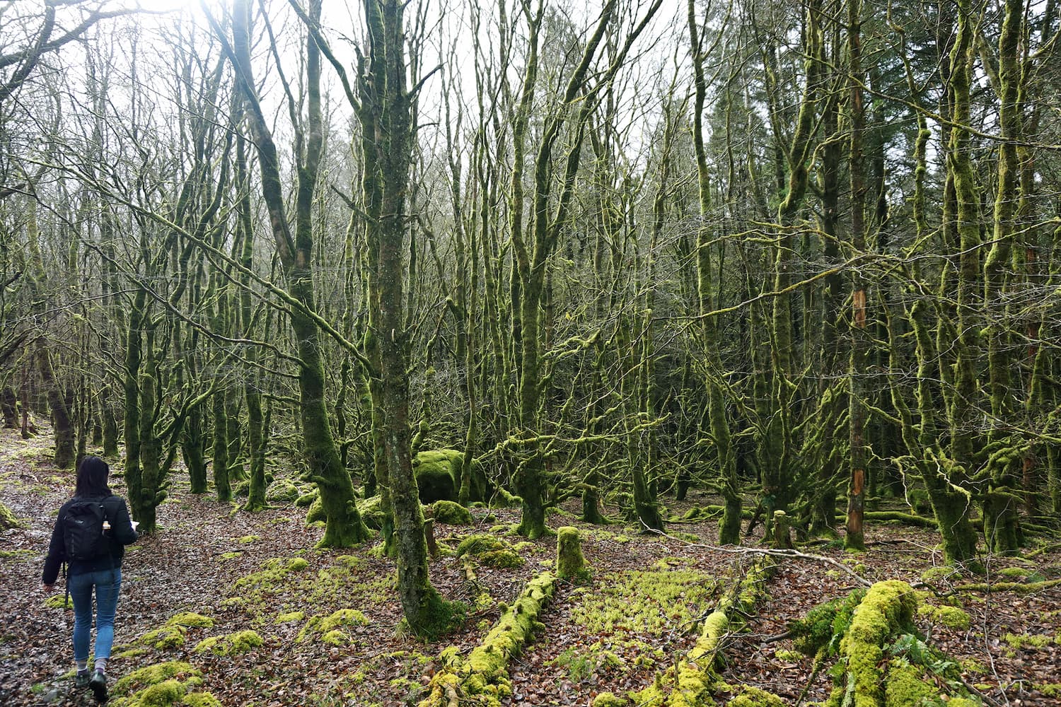 Surveying the Beara Breifne Way