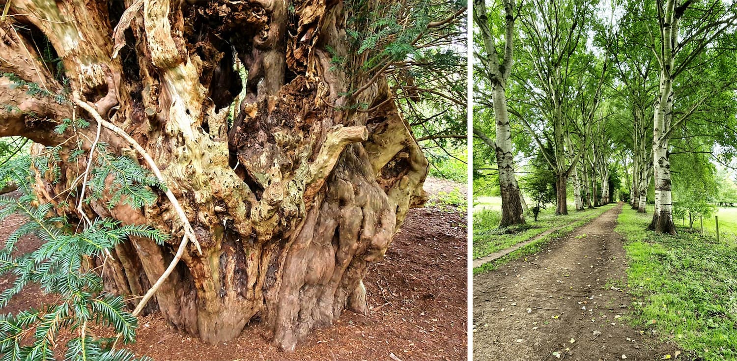 Runnymede Ancient Trees