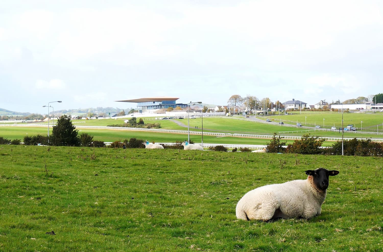 View across the Curragh Plains, Co. Kildare, Ireland.